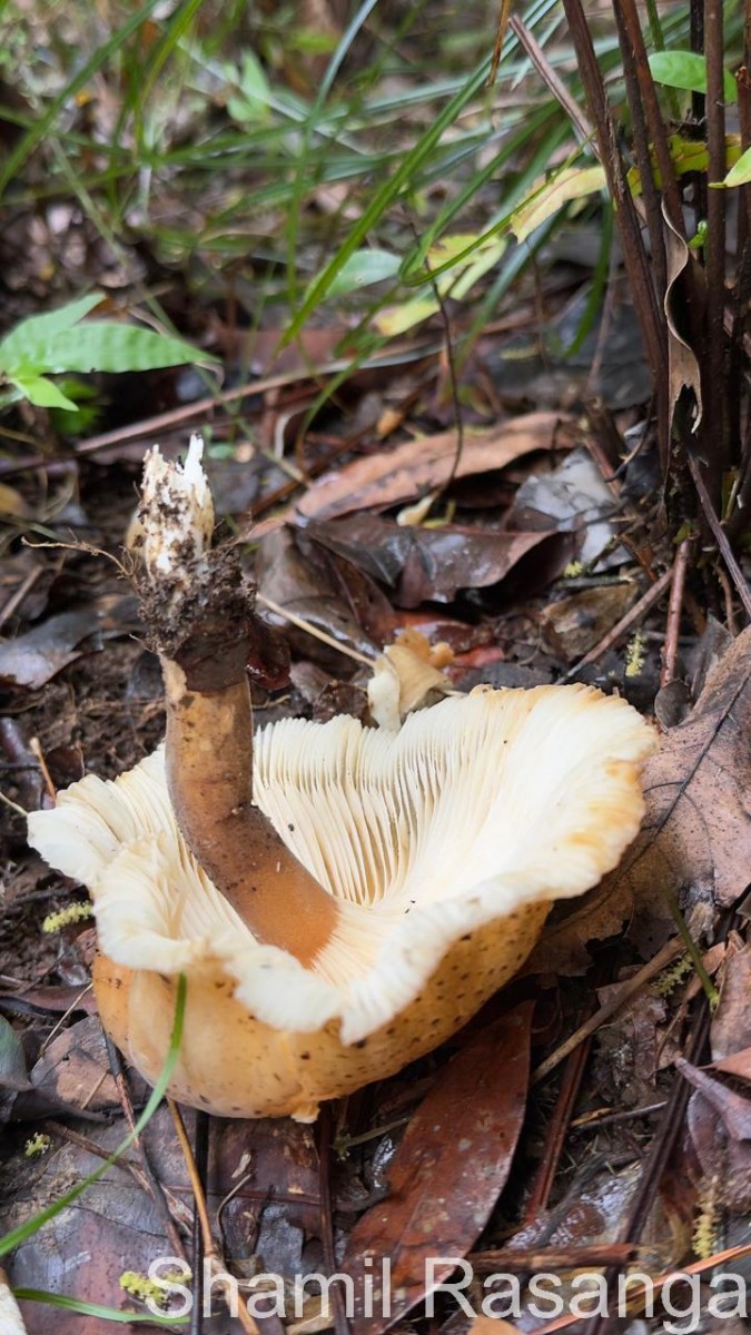 Pleurotus giganteus (Berk.) Karun. & K.D.Hyde